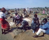 zambiya3.jpg